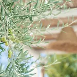 Gasthof Dimora Il Mandorlo Ostuni
