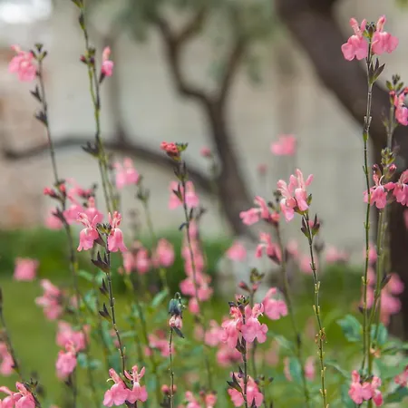 Dimora Il Mandorlo Ostuni