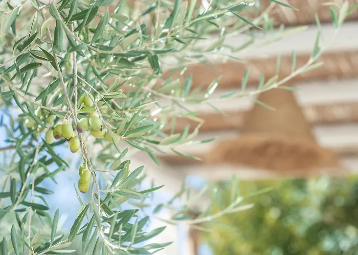 게스트하우스 Dimora Il Mandorlo 오스투니