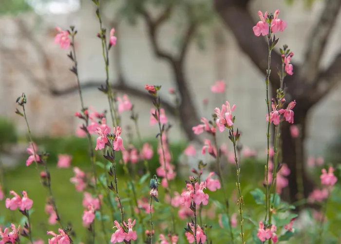 Dimora Il Mandorlo 奥斯图尼
